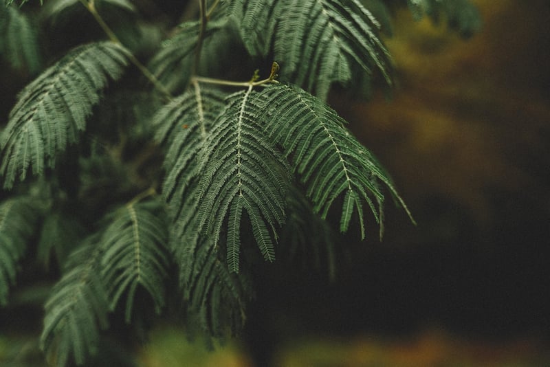 Mystical greenery