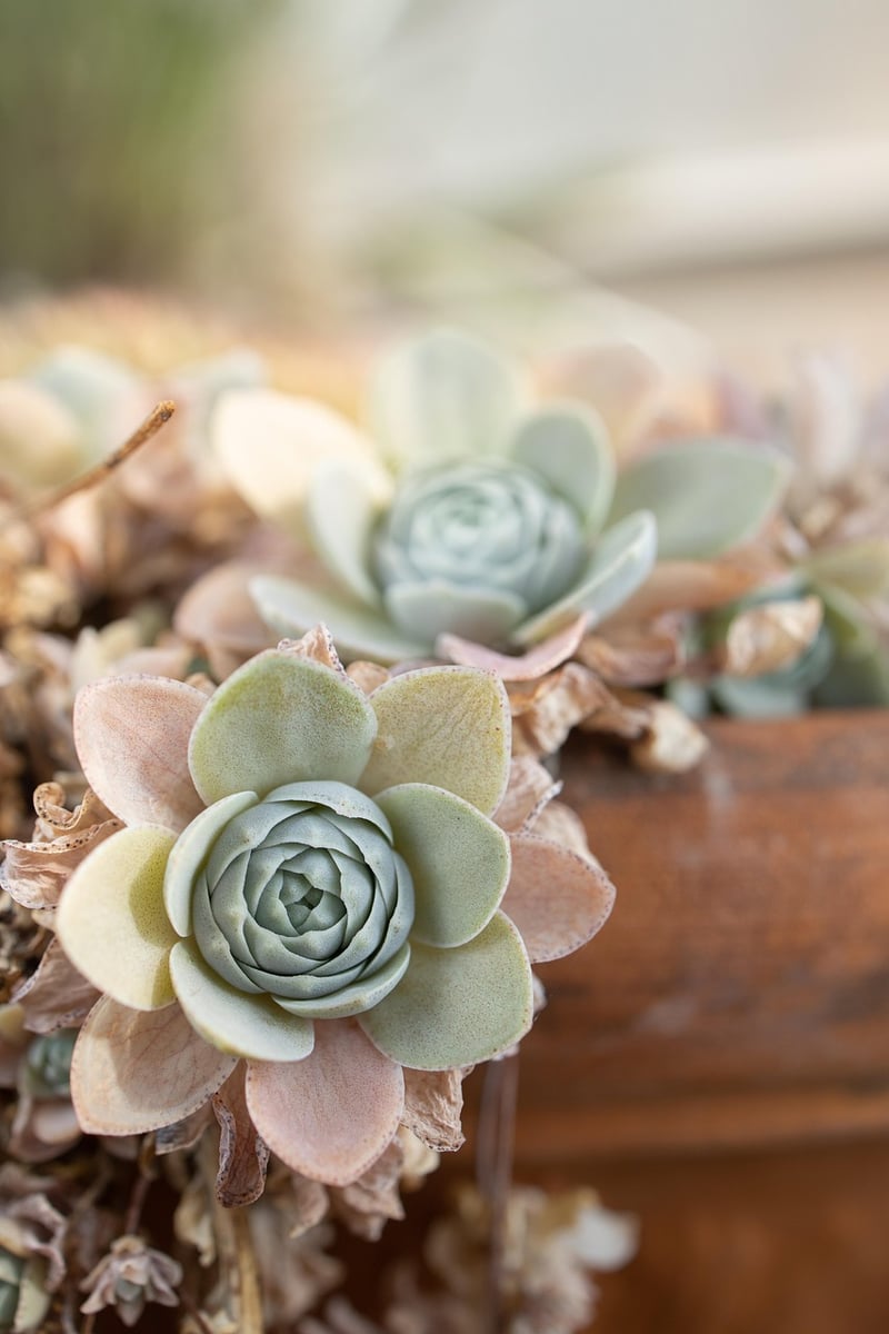 Whimsical botanicals