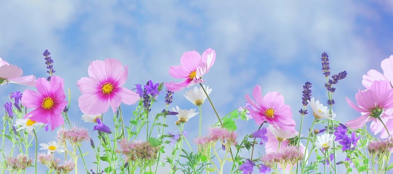 Magic Garden Image
