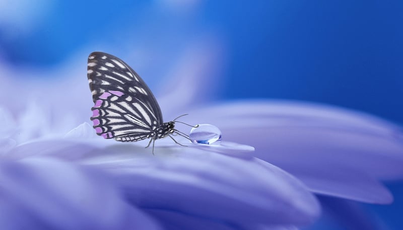 Fantasy Garden Image