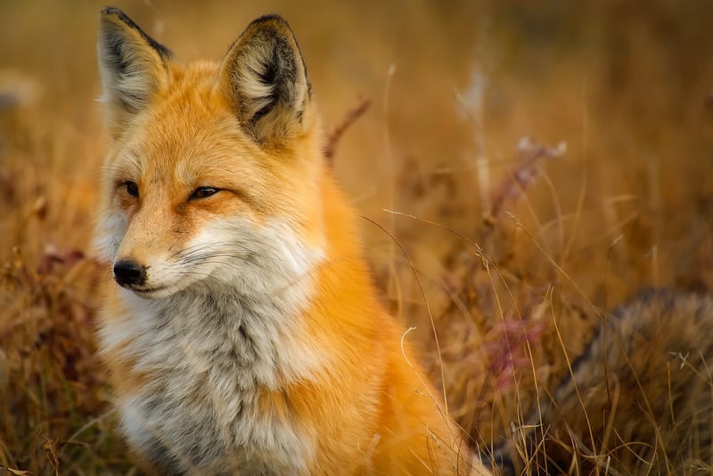 Kitsune