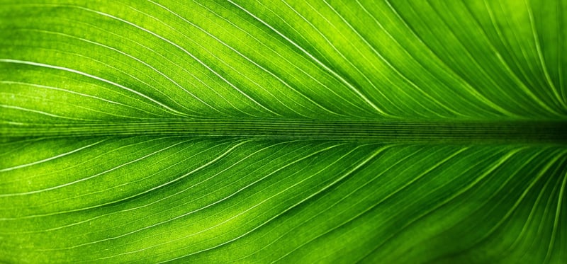 Mystical Greenery