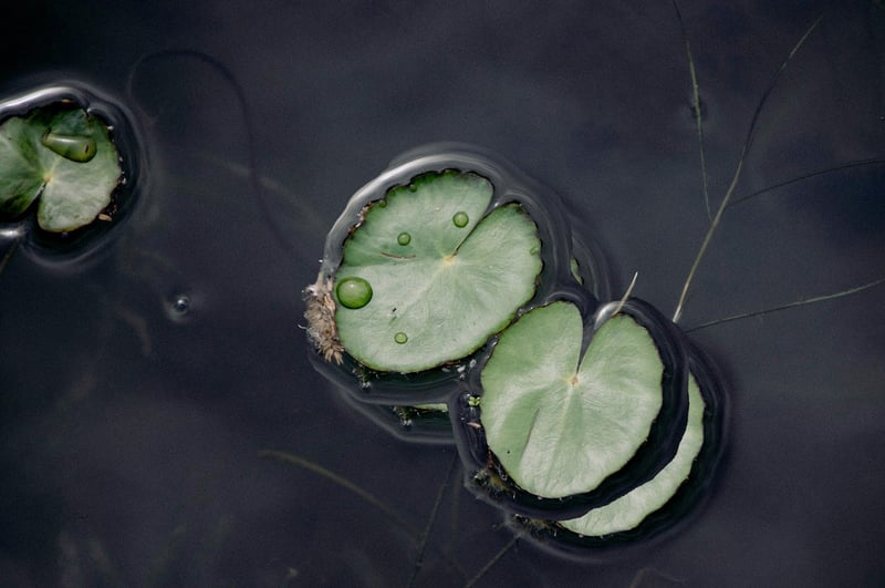Sacred Lotus