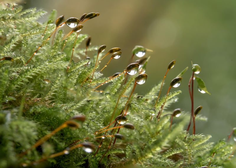 Moss Gardens